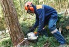 South Golden Beachtree-cutting-services-21.jpg; ?>